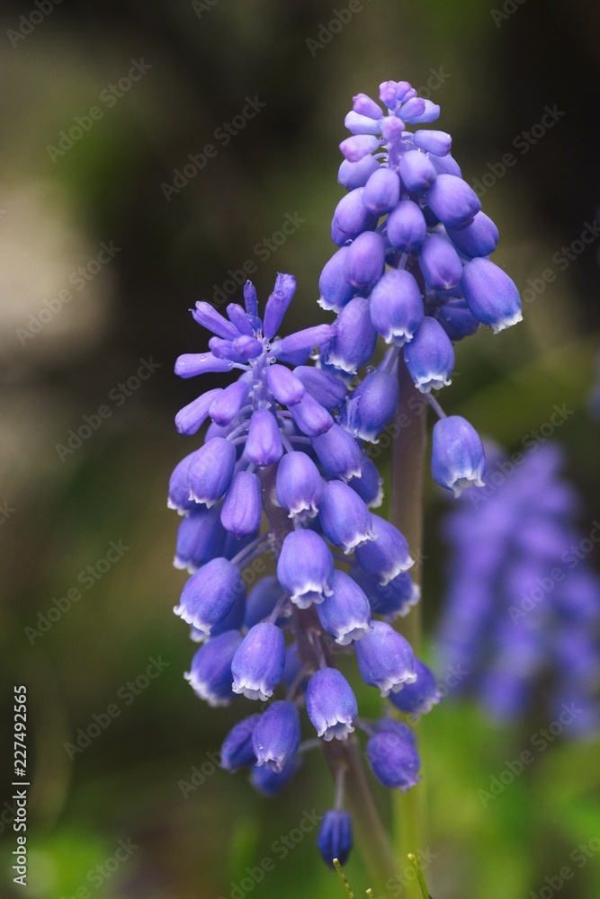 花 花