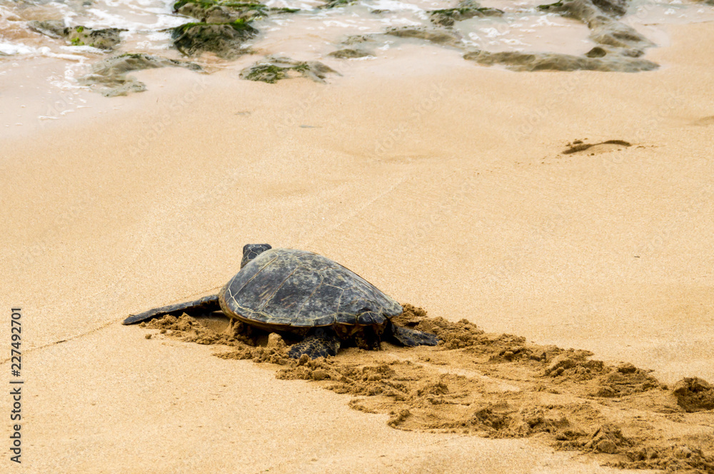 Hawaiian green sea turtle