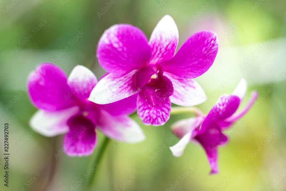 Orchid flower on branch Orchid flower on branch