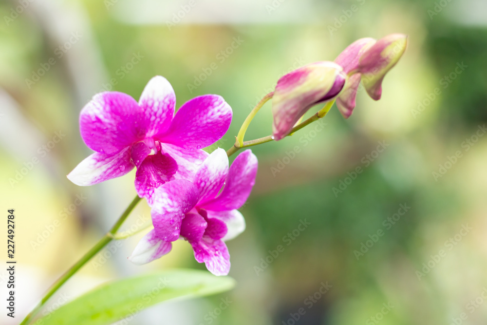 Orchid flower on branch Orchid flower on branch