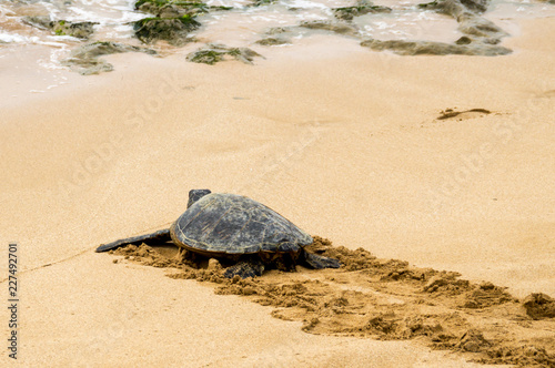 Hawaiian green sea turtle © darksideofpink