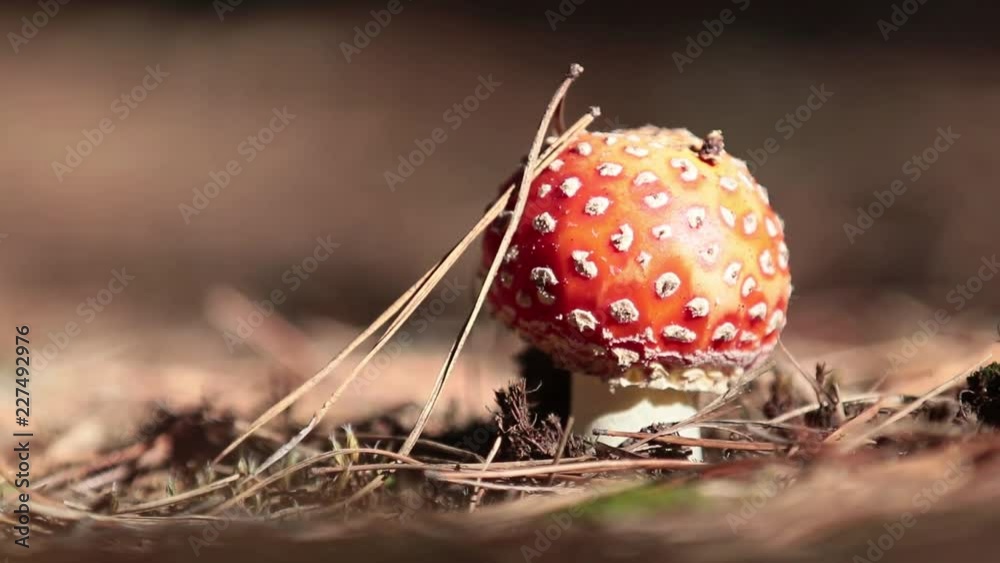 Poisonous fly agaric/ fly amanita mushroom in the central European pine forest. Sunny autumn beautiful day with light breeze, dolly shot, shallow depth of the field, 59.94 fps. Poisonous fly agaric/ fly amanita mushroom in the central European pine forest. Sunny autumn beautiful day with light breeze, dolly shot, shallow depth of the field, 59.94 fps.