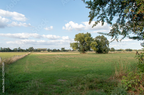 Zwei einsame Bäume auf der Wiese