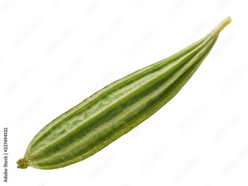 Luffa acutangula fruit isolated Luffa acutangula fruit isolated