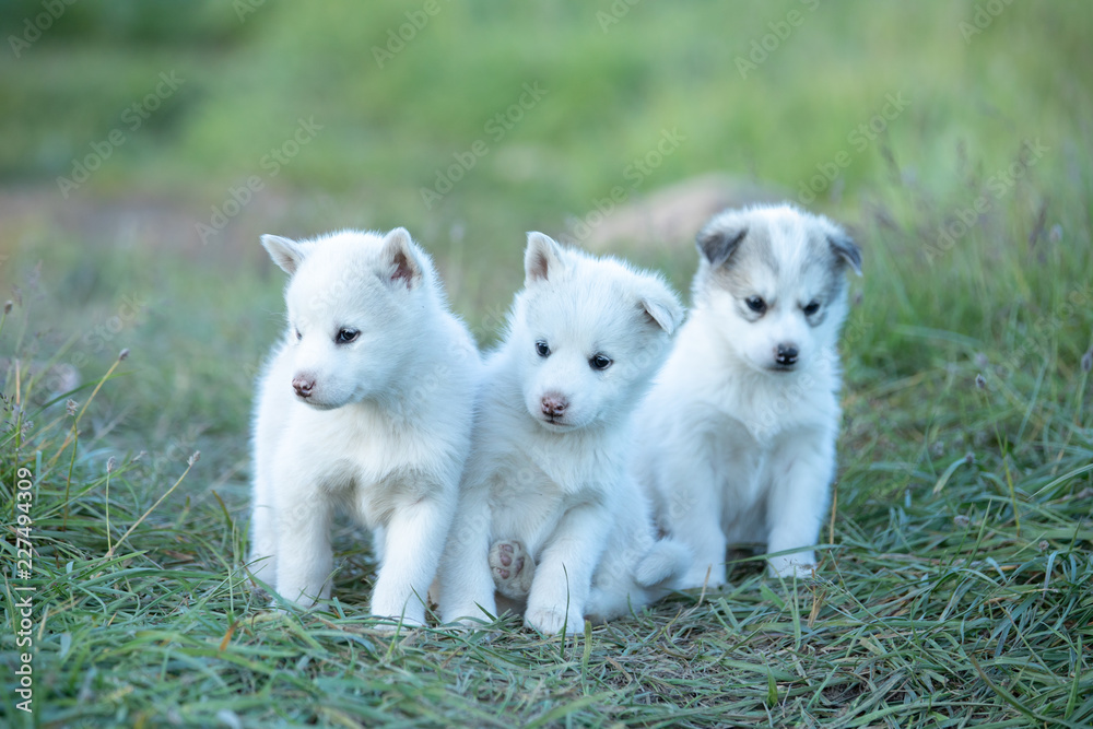 Three cute Greenland dog puppies. Disko bay, Greenland. Three cute Greenland dog puppies. Disko bay, Greenland.