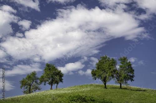 Four symmetrical arranged trees on the hill with white clouds in background, Slovenia