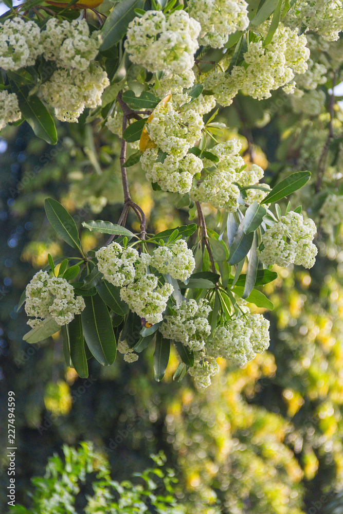Devil Tree (scientific name Alstonia scholaris) white flowers with