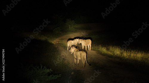Group of lions hunting during the night