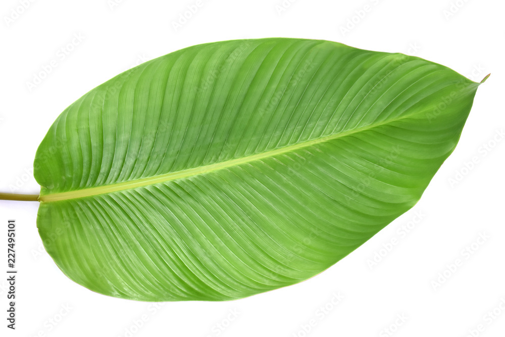 Obraz premium Tropical leaves green on white background.