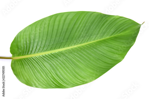 Tropical leaves green on white background.