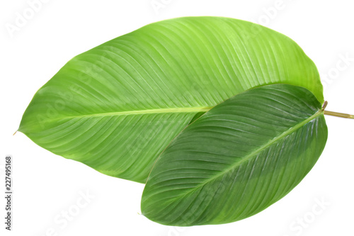 Tropical leaves green on white background.