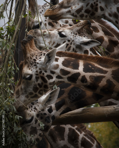 Feeding Giraffes