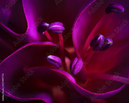Abstract image of Pink fuschia flower Fototapet
