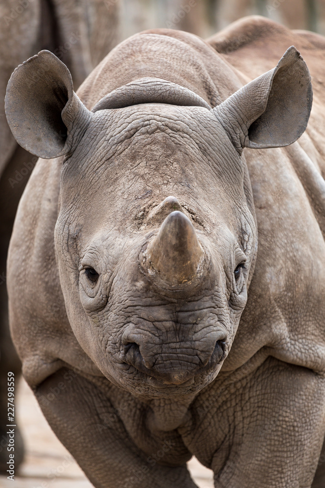 Obraz premium Young Rhinoceros