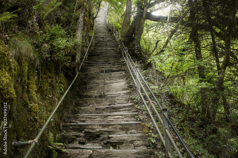 Steps through woodland at Devils Bridge, Wales,UK Steps through woodland at Devils Bridge, Wales,UK
