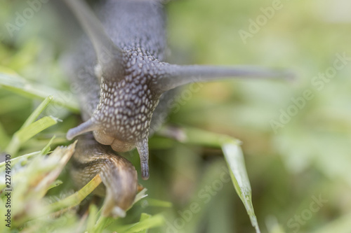 Slug and Snail closeup