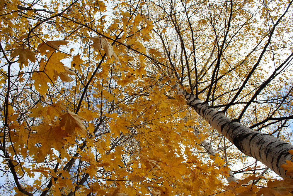 Fototapeta premium Beautiful autumn tree view from below the trunk