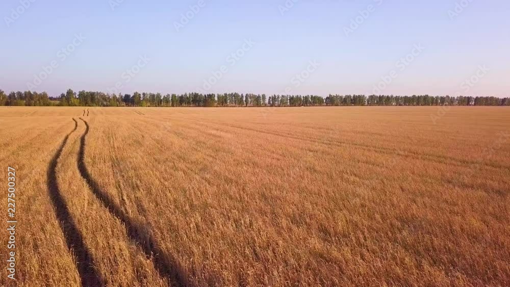Wheat field at sunset aerial view Wheat field at sunset aerial view