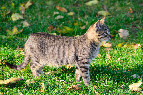 Photography cat in grass