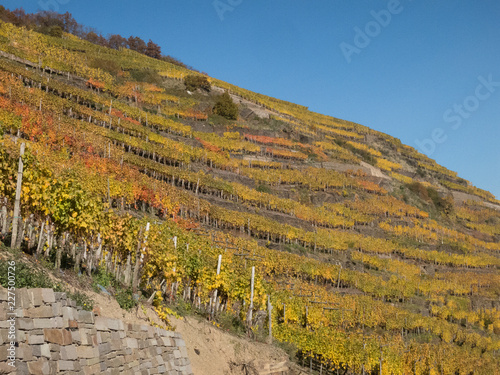 Herbst im Weinberg photo