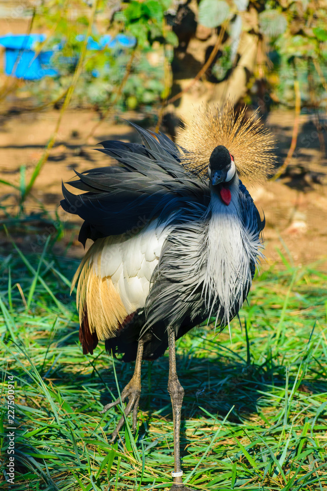 Naklejka premium crowned crane in Moscow Zoo