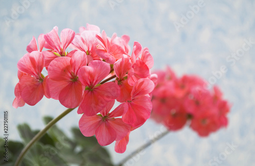  rose geranium flower