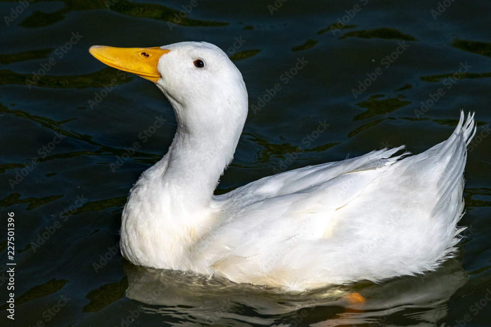 Heavy white duck (Anas platyrhynchos domesticus)