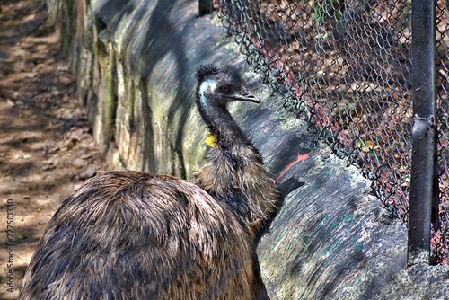 OSTRICH IN BANNERGHATTA ZOO photo