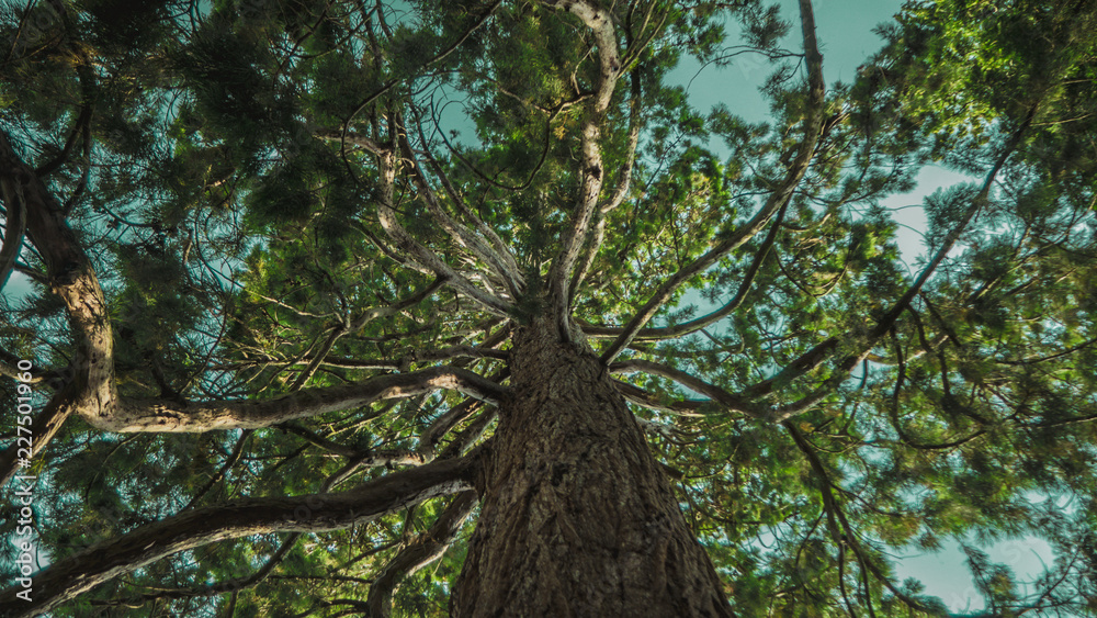 Naklejka premium Old Tree