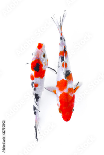 Koi Fis
