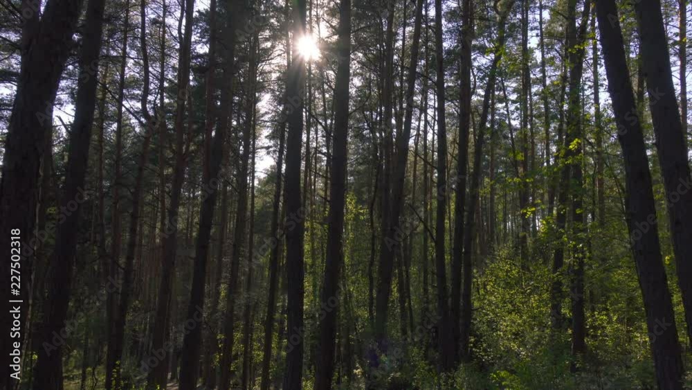 Walking in woods pov steadicam nature landscape Walking in woods pov steadicam nature landscape