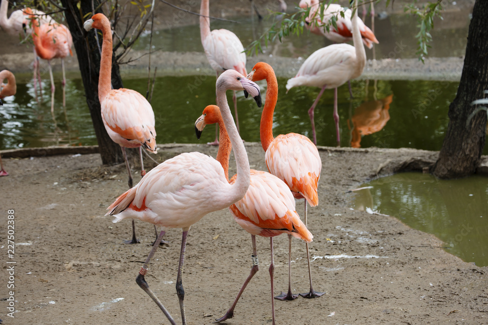 pink flamingo. Amazingly beautiful plumage and Regal bearing rightfully puts flamingos in the ranks of the first handsome among the birds. pink flamingo. Amazingly beautiful plumage and Regal bearing rightfully puts flamingos in the ranks of the first handsome among the birds.