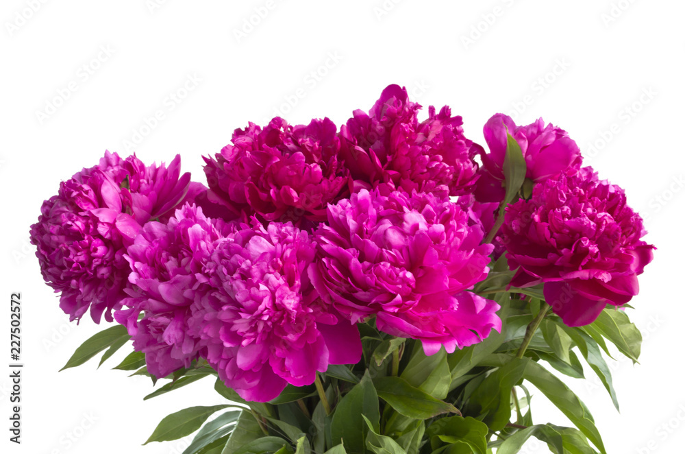 bouquet of peonies on a white background