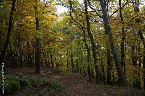 Fototapeta Naklejka Na Ścianę i Meble -  Bäume im Herbst