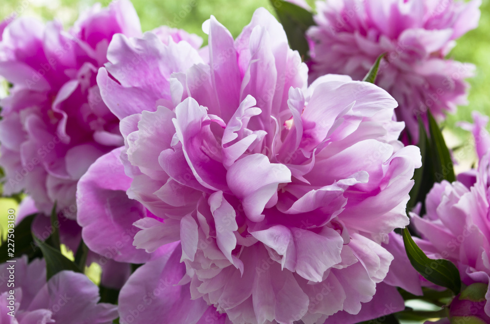 pink peonies on a background of green foliage pink peonies on a background of green foliage