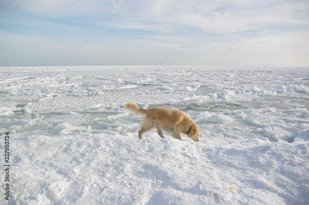 dog on the frozen sea dog on the frozen sea