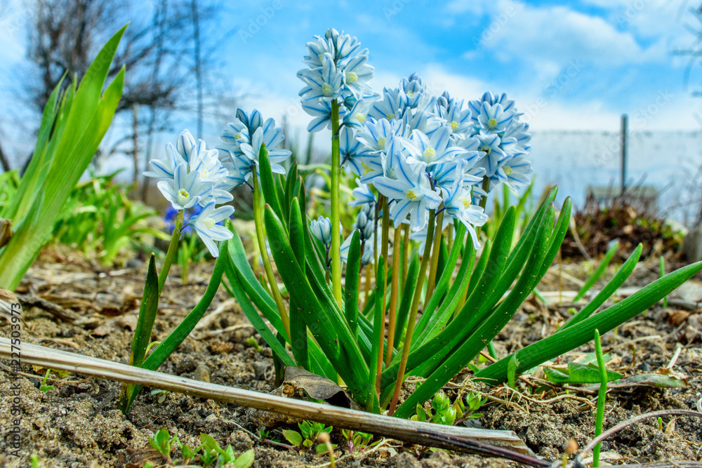 Obraz premium Spring flowers 