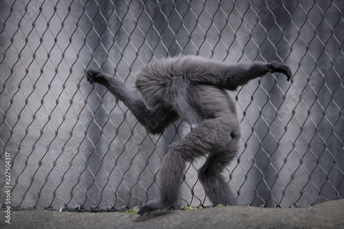 Silvery Gibbon primate Monkey