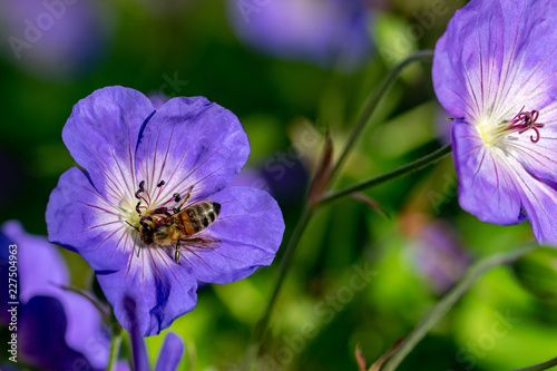 Honeybee collecting nectar pollen from a purple geranium Rozanne (Gerwat) also known as the Jolly Bee