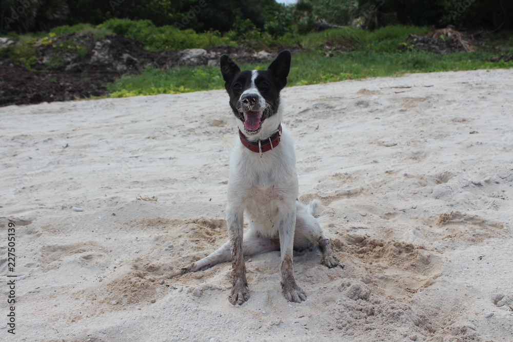 Cachorro en la playa sonriendo y feliz