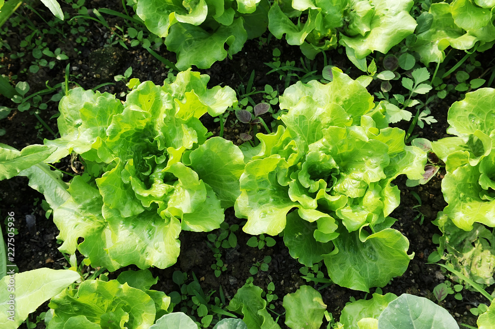 lettuce plant in field lettuce plant in field