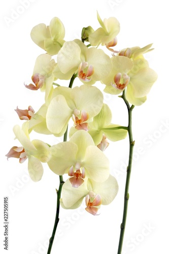 yellow orchid phalaenopsis close up