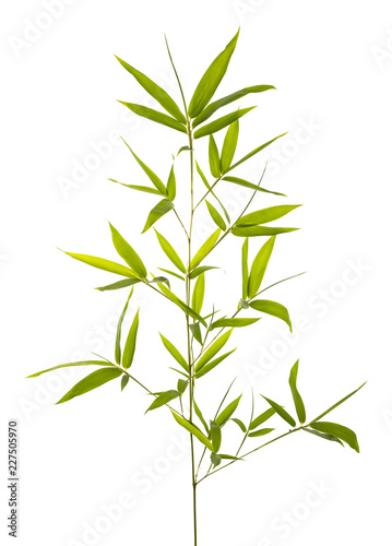 Bamboo leaves isolated on white background