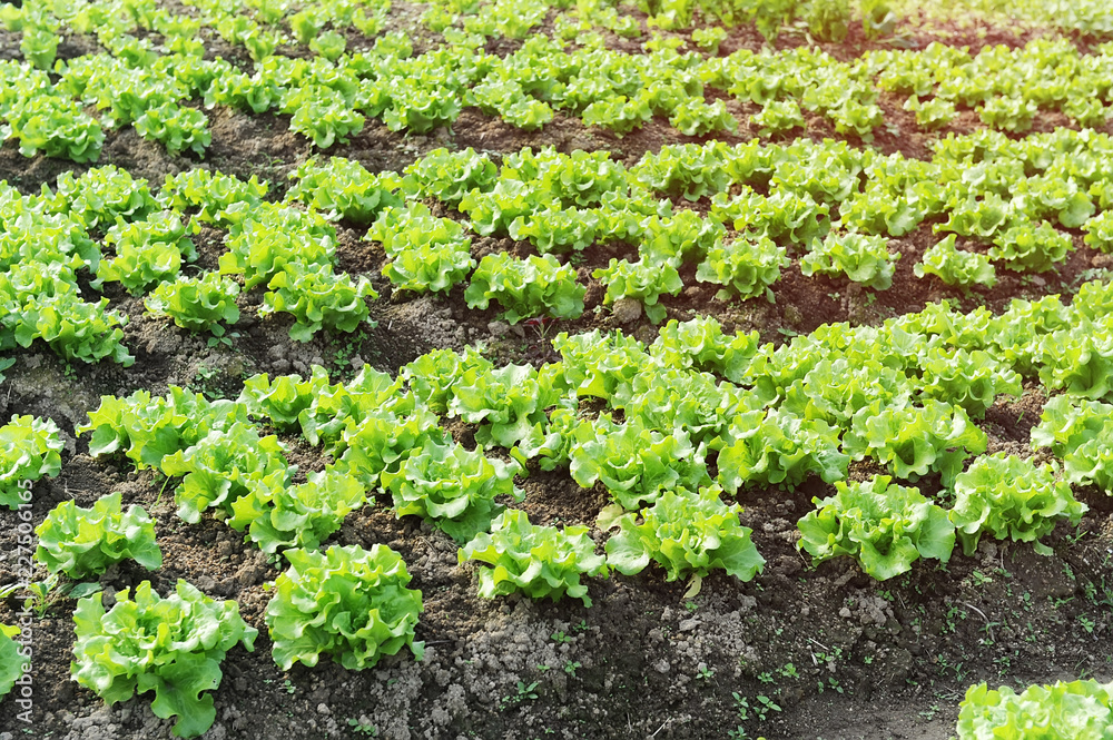lettuce plant in field