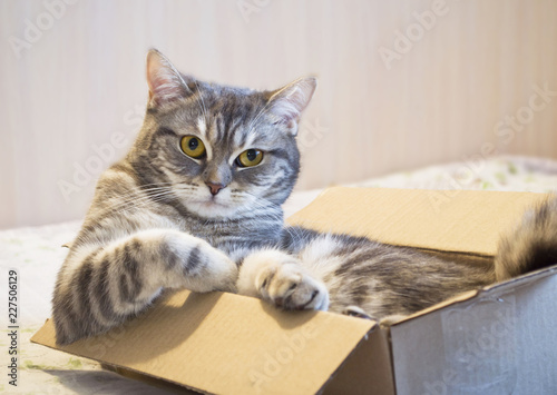 a cat sits in a box