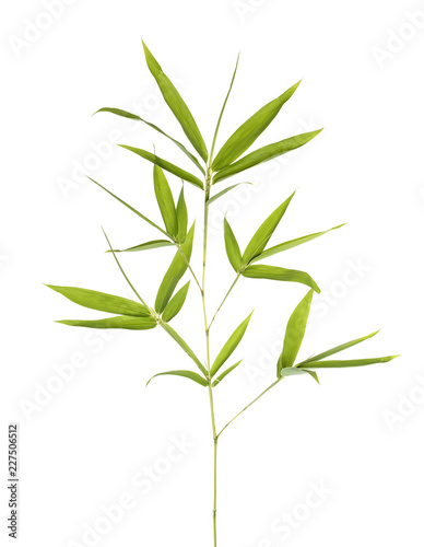 Fototapeta Naklejka Na Ścianę i Meble -  Bamboo leaves isolated on white background