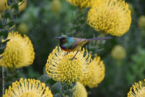 Orange-breasted Sunbird on Protea, Cape Town, South Africa