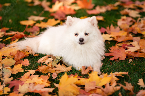 Cute white spitz dog in autumn leaves © len44ik