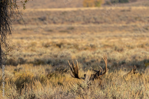 Bull Shiras Moose in Wyoming in Fall