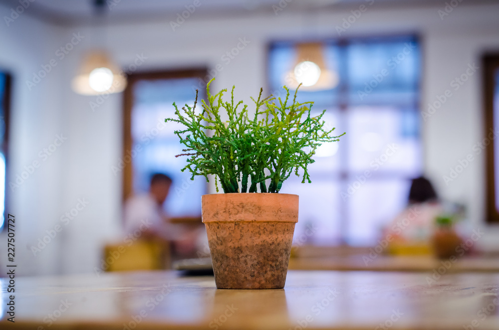 Potted Plants on Wooden table whit white wall background. Table in Coffee shop. Potted Plants on Wooden table whit white wall background. Table in Coffee shop.